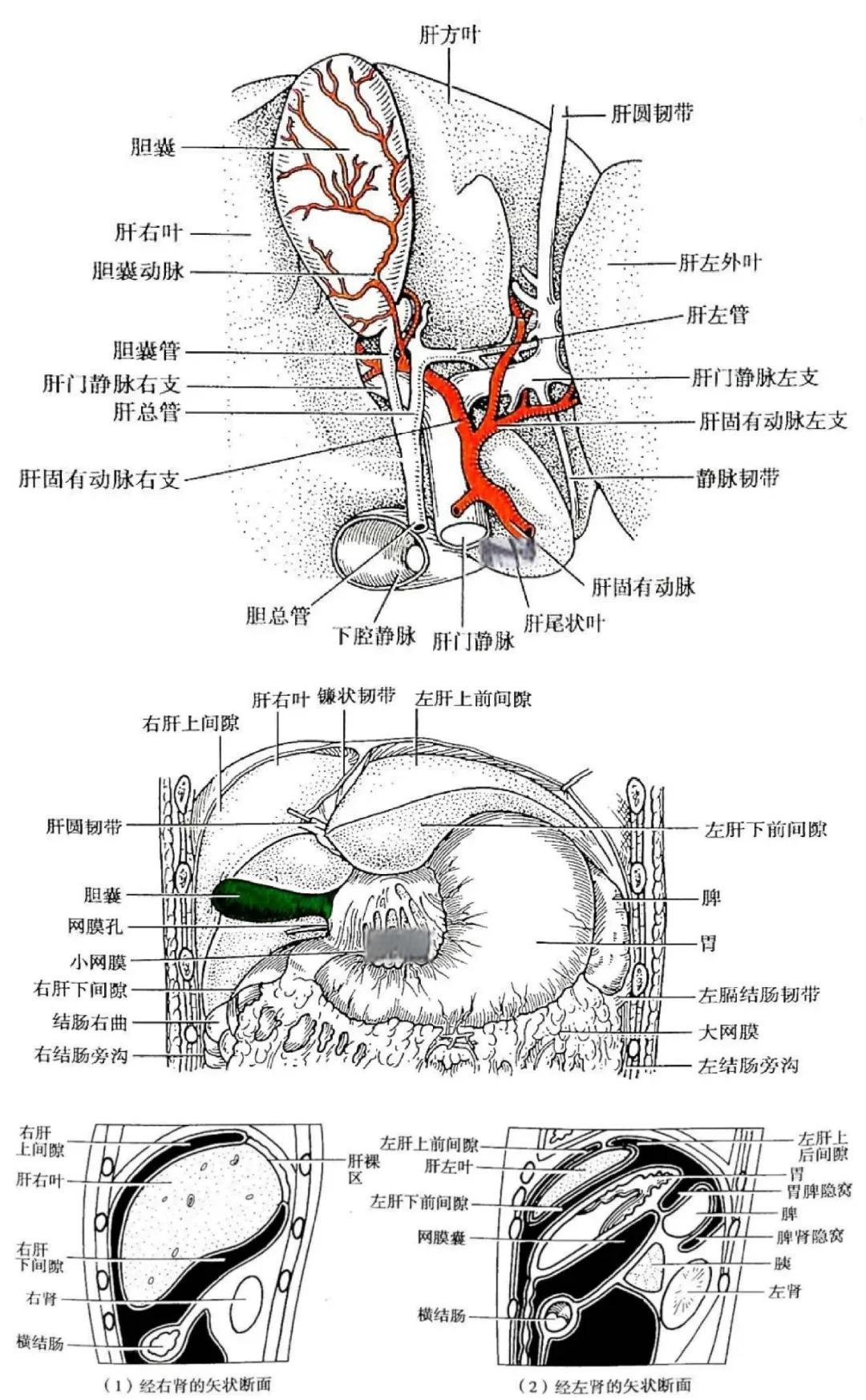 肝包膜图示图片