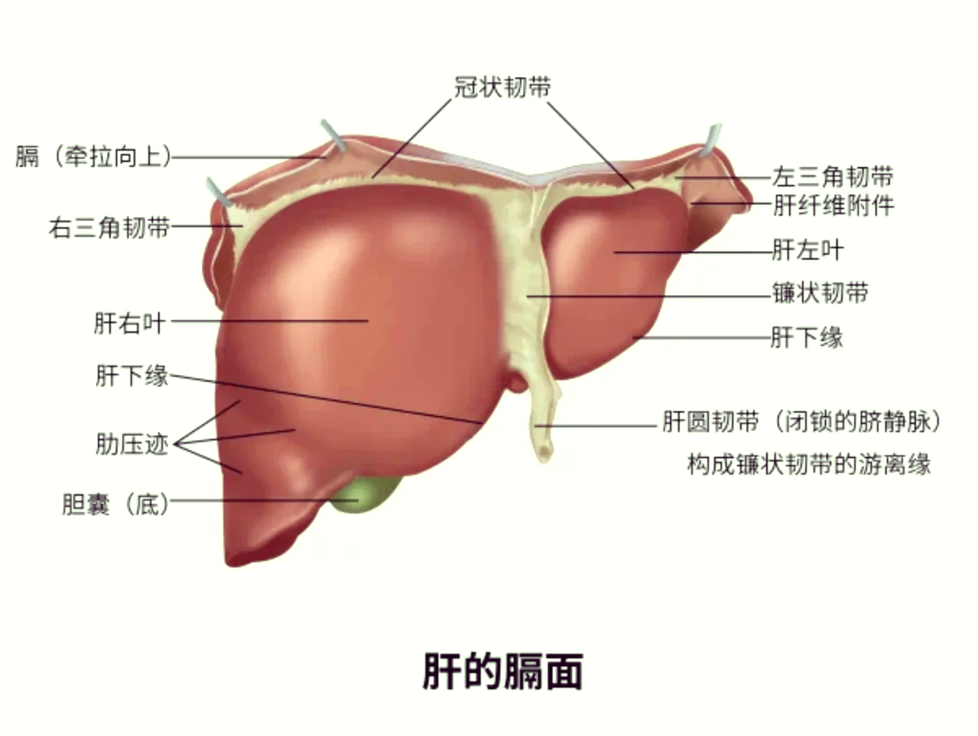 膈面脏面图片