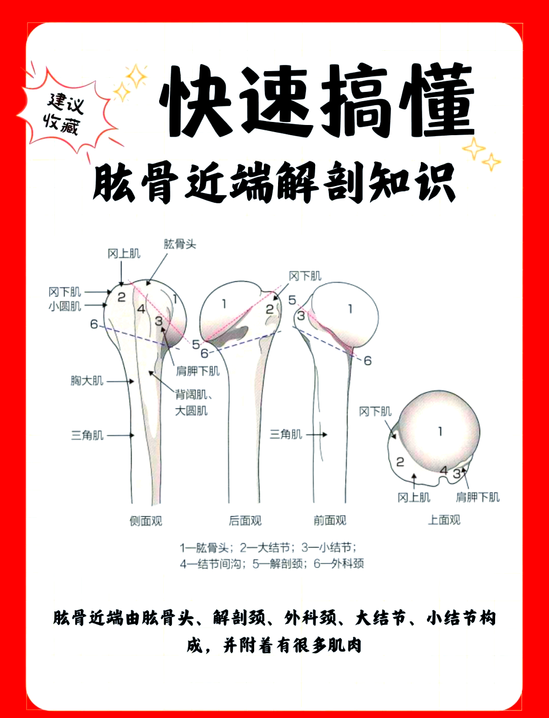 肱骨前面观和后面观图片