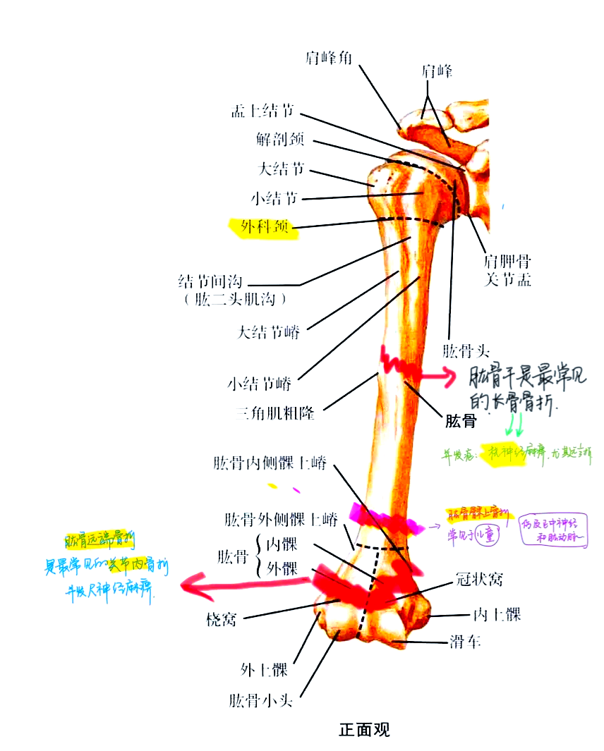 肱骨位置图图片