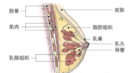 钢圈内衣的危害图片