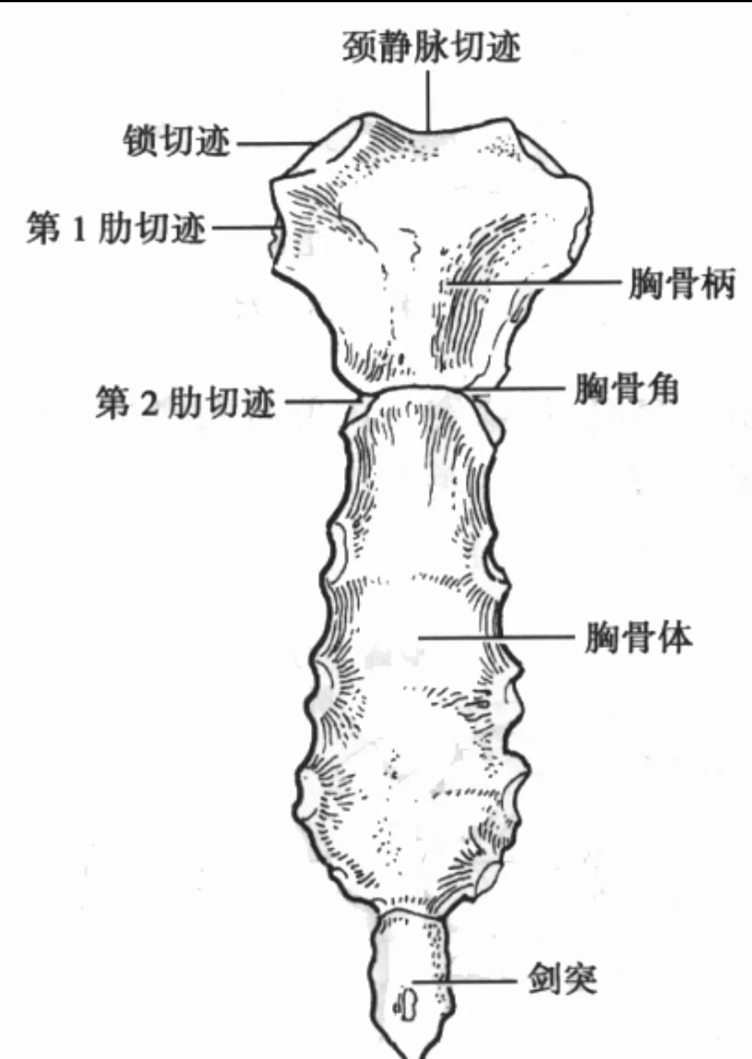 剑突体表图片