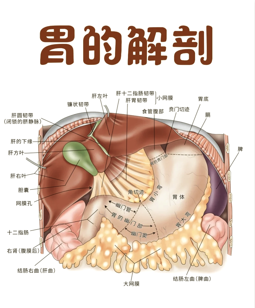 胃贲门在哪个位置图片