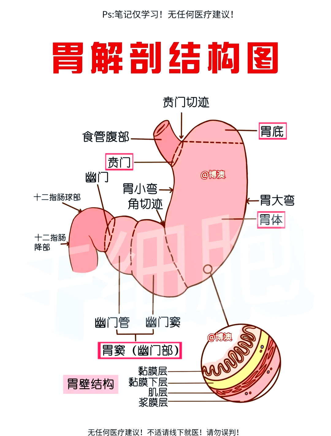 9695 胃的卡通结构图解