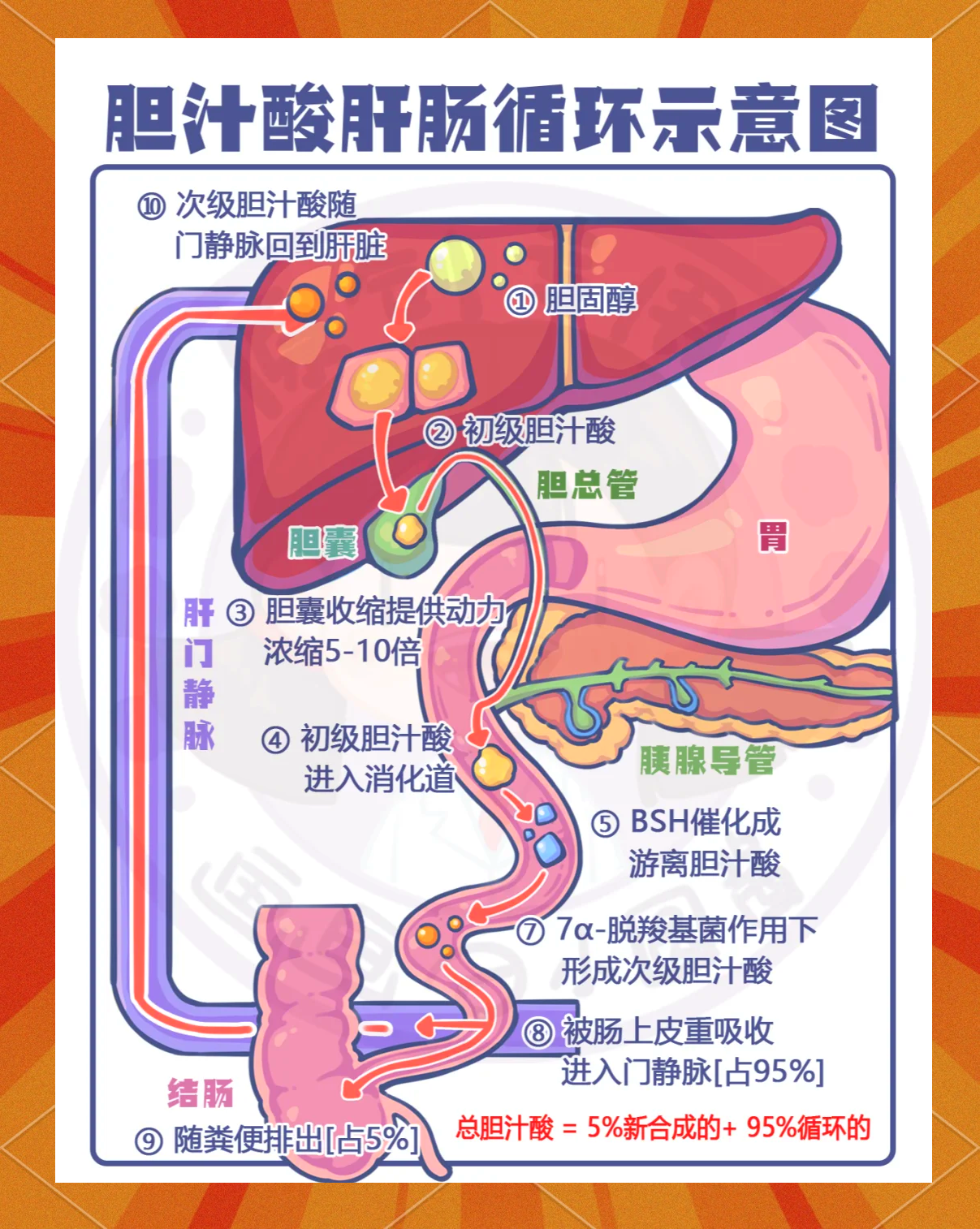 胆红素的代谢过程图片