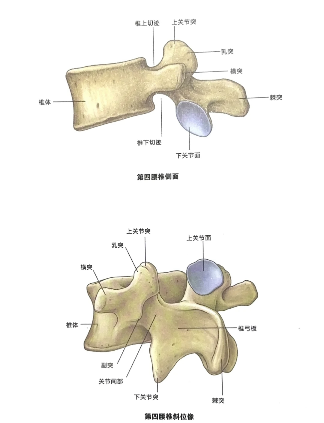 T4椎体图片