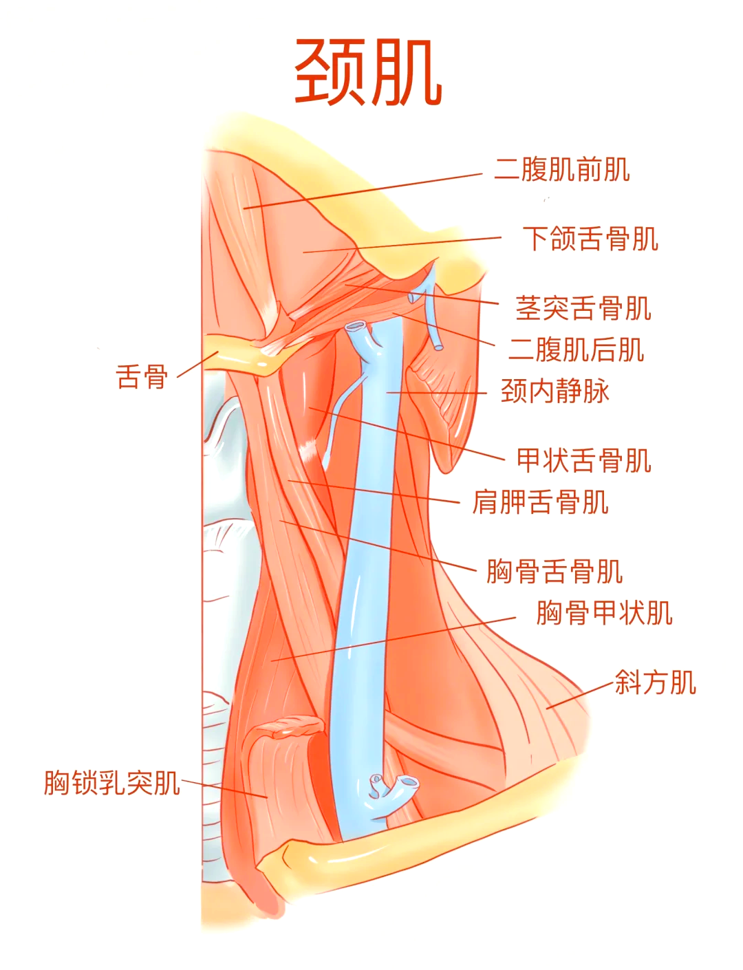 92系统解剖学 颈肌全解析94 93颈肌