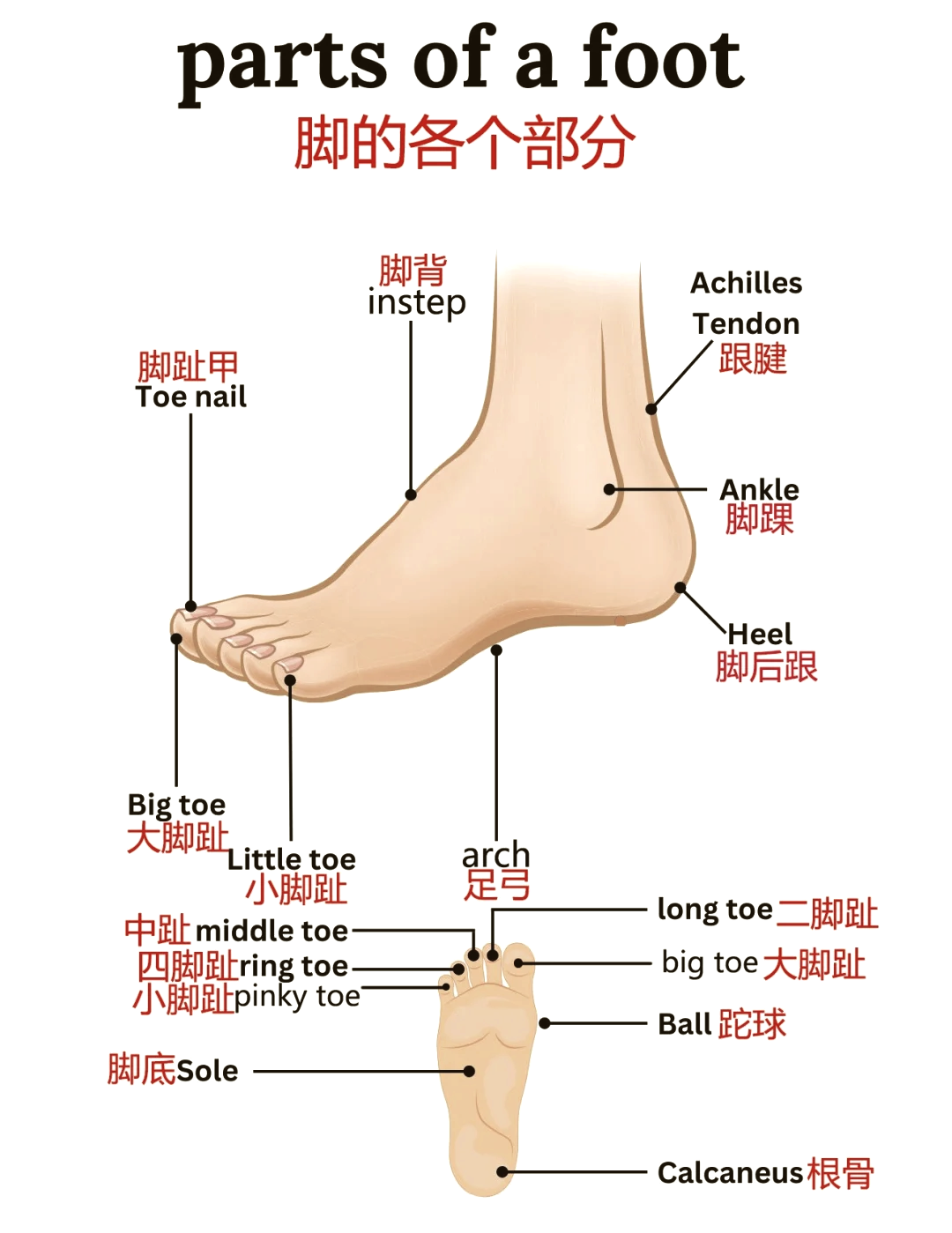 整个手的每个部位名称图片