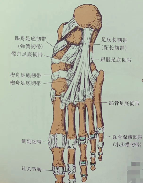 脚的结构图韧带图片