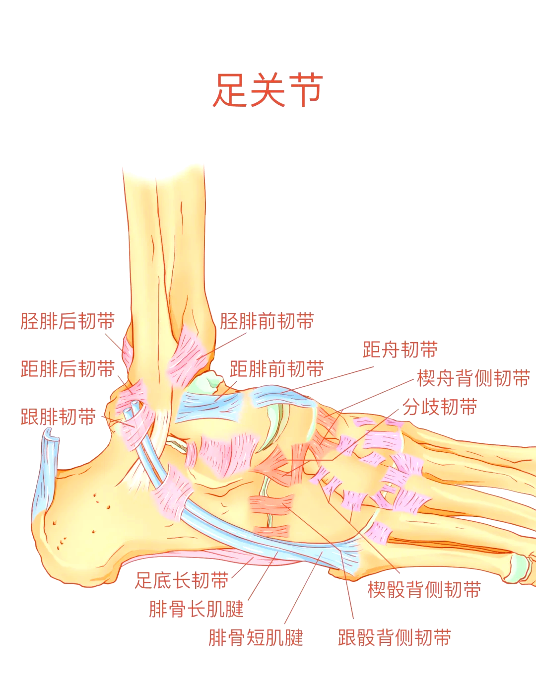 脚关节图片位置示意图图片