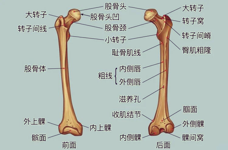 腓骨籽骨图片