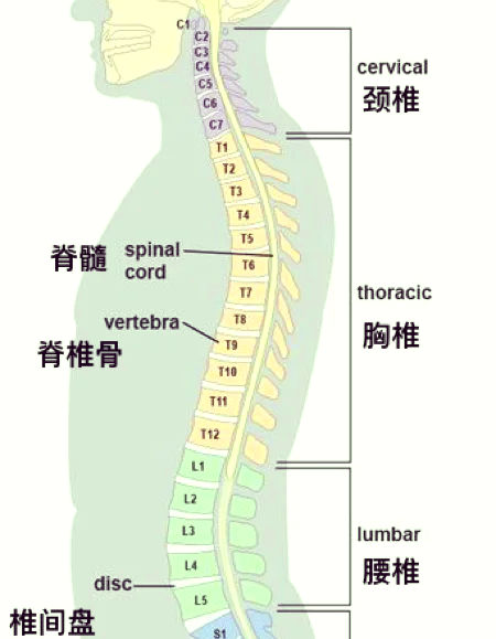 🧱脊椎生理曲度探秘🔍