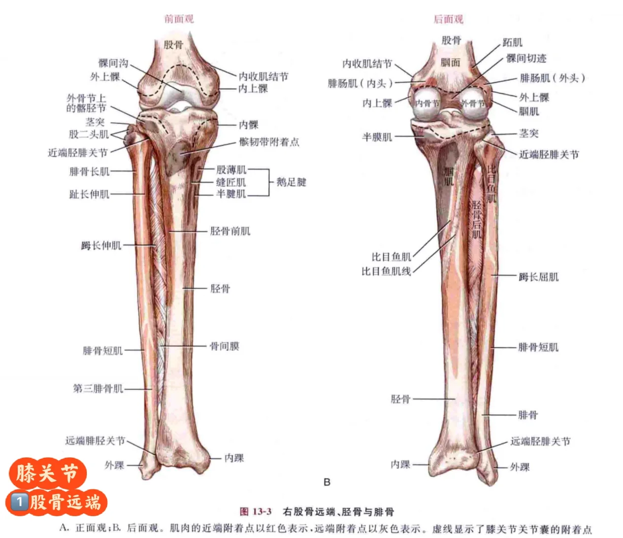 膝盖的结构图 解剖图图片