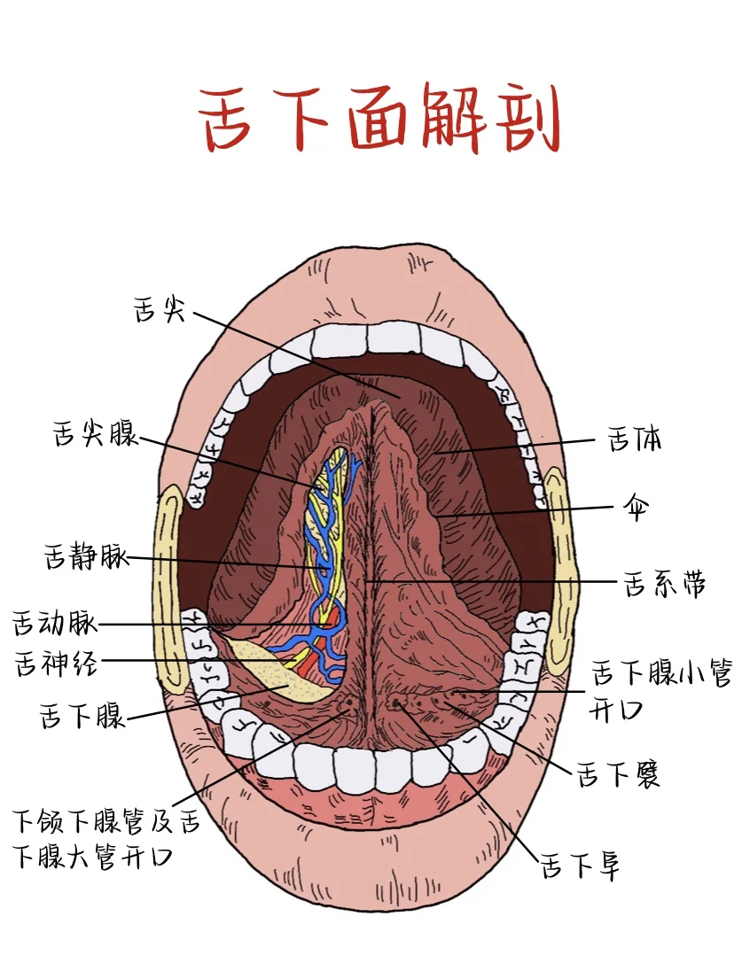 口腔粘膜解剖结构图片