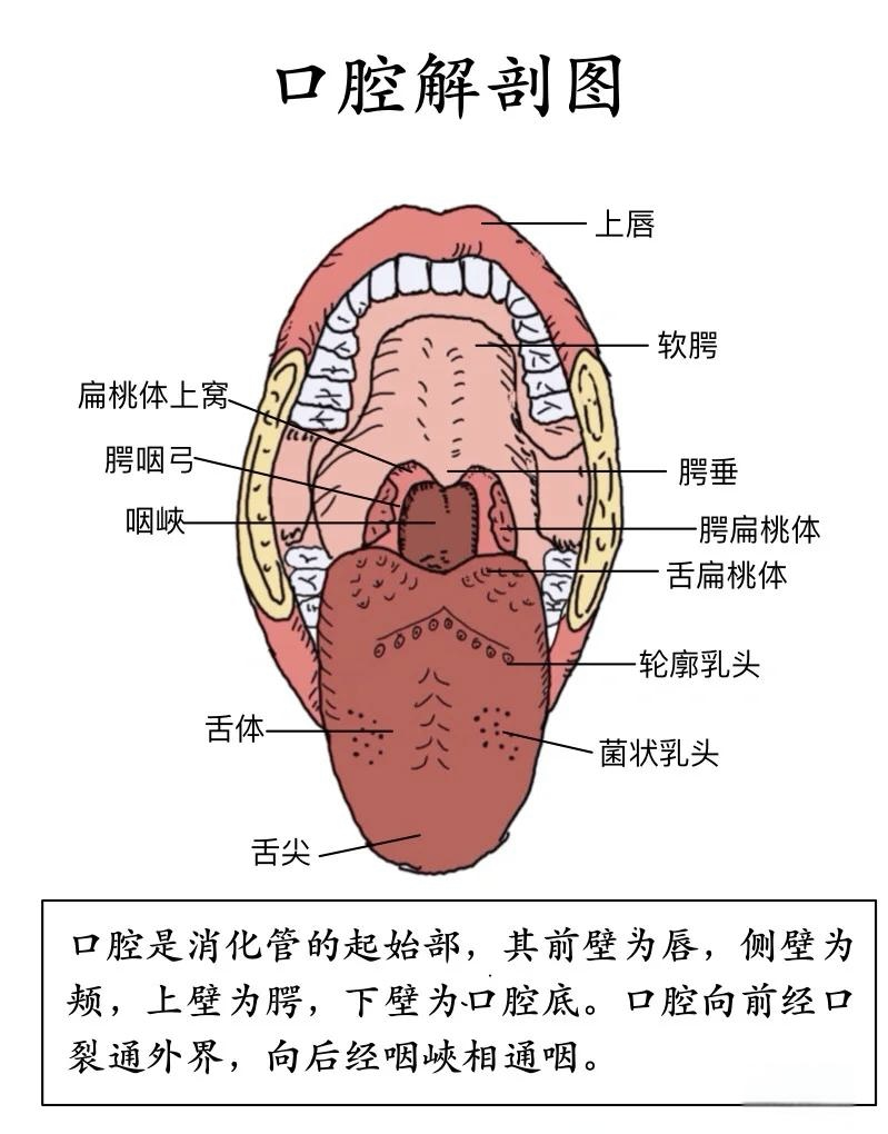 口腔粘膜解剖结构图片