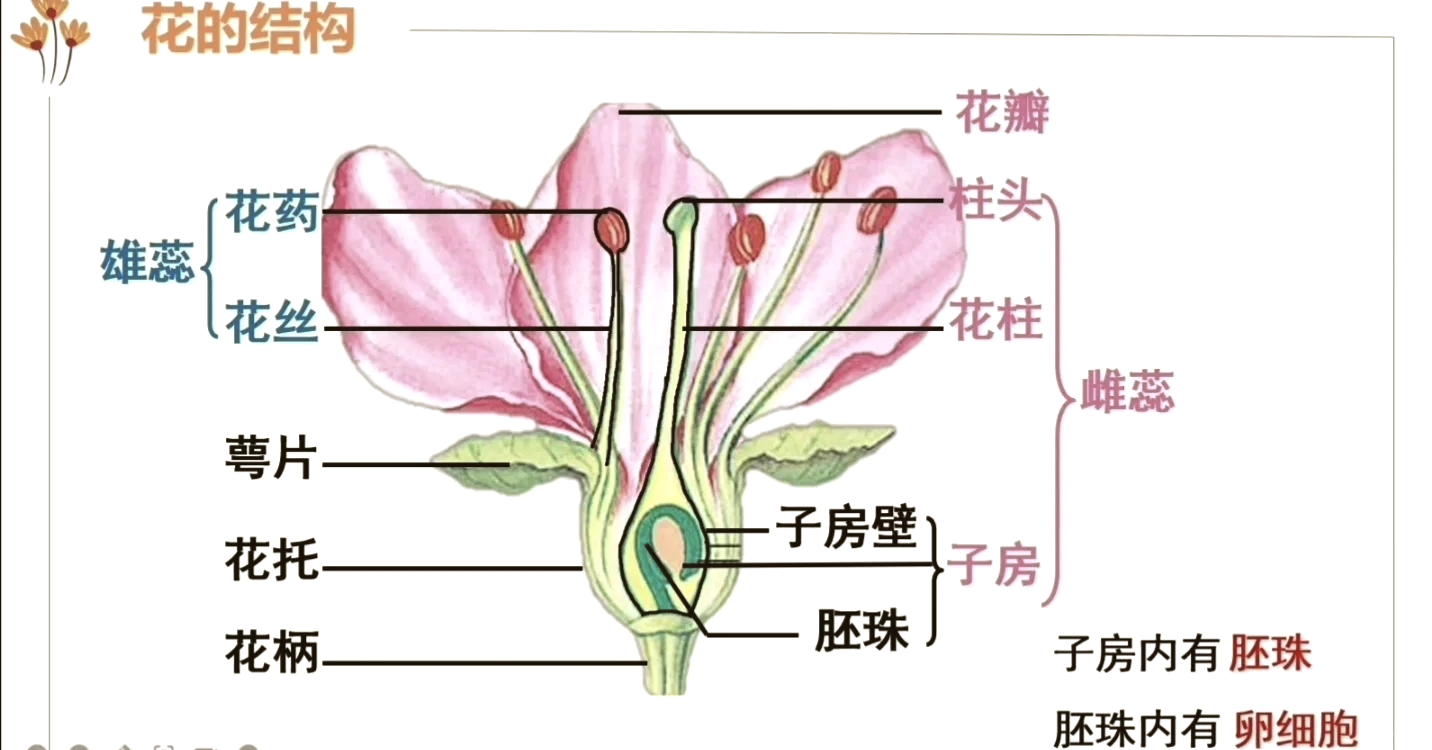 花的组成部分结构图图片