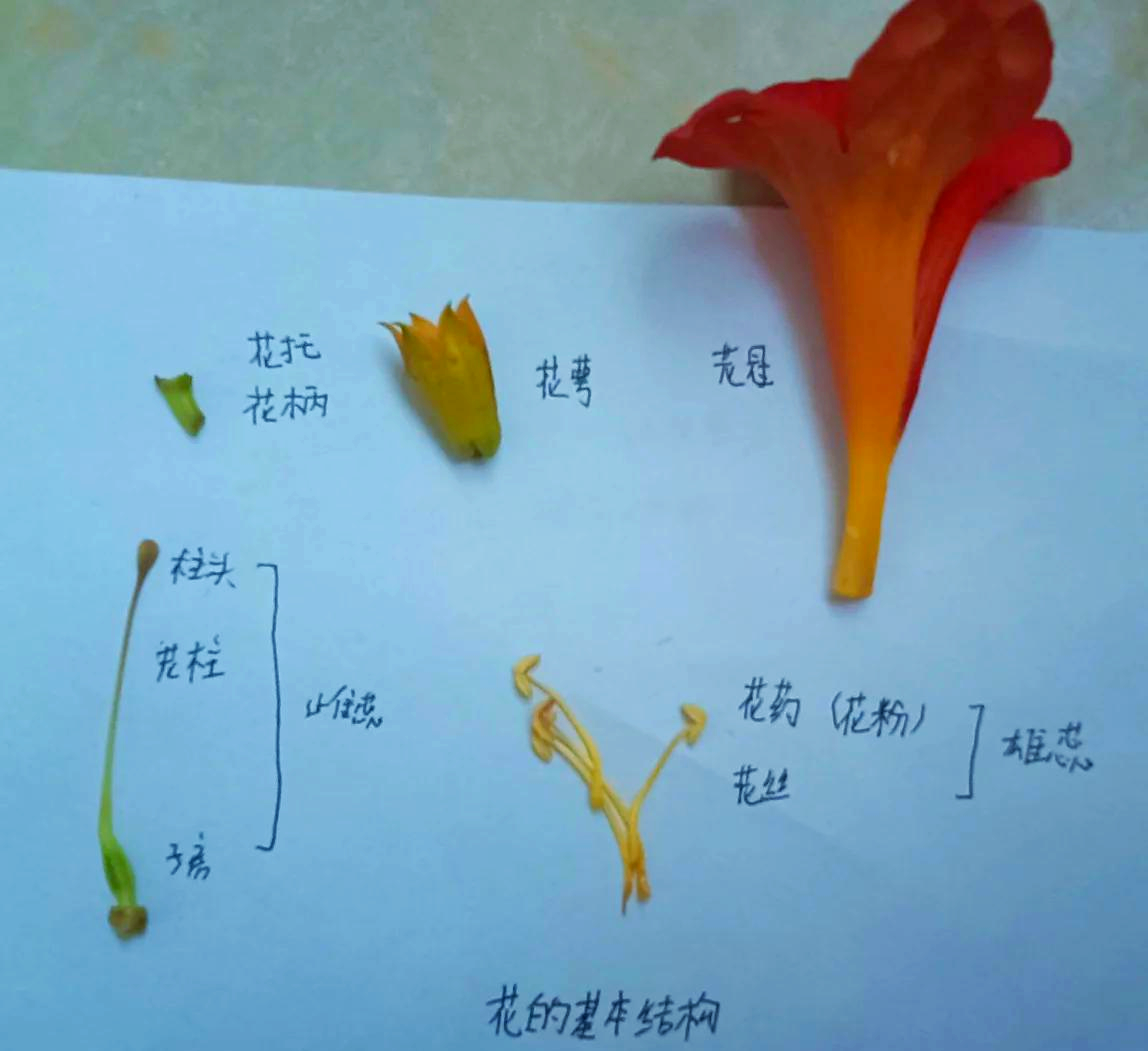 花茎是指哪个部位图片