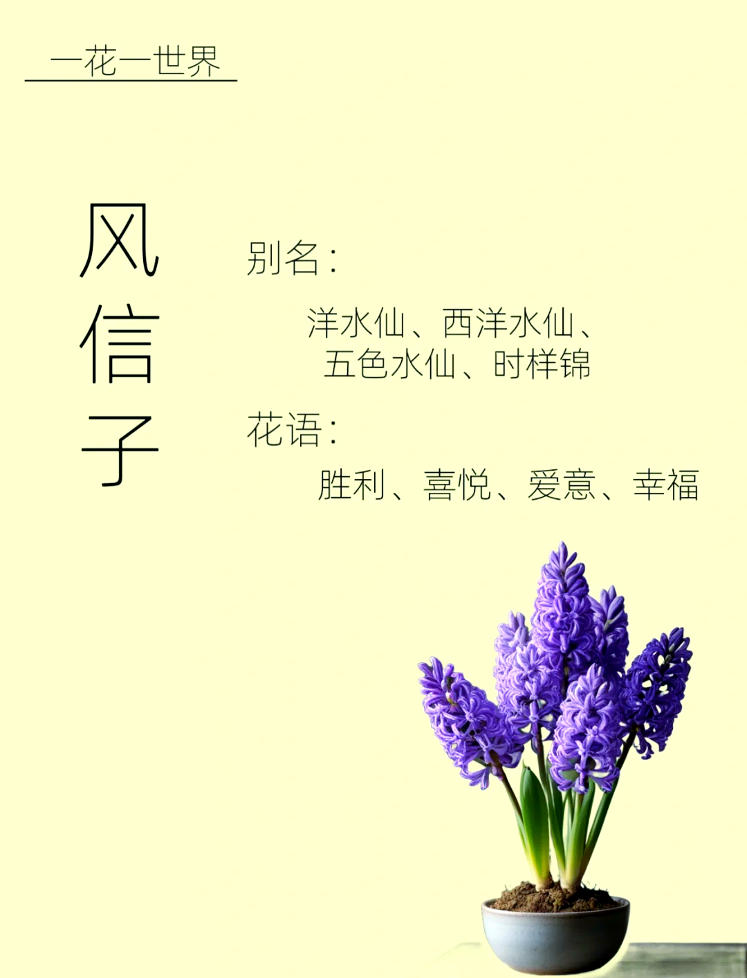 风信子花语 寓意图片