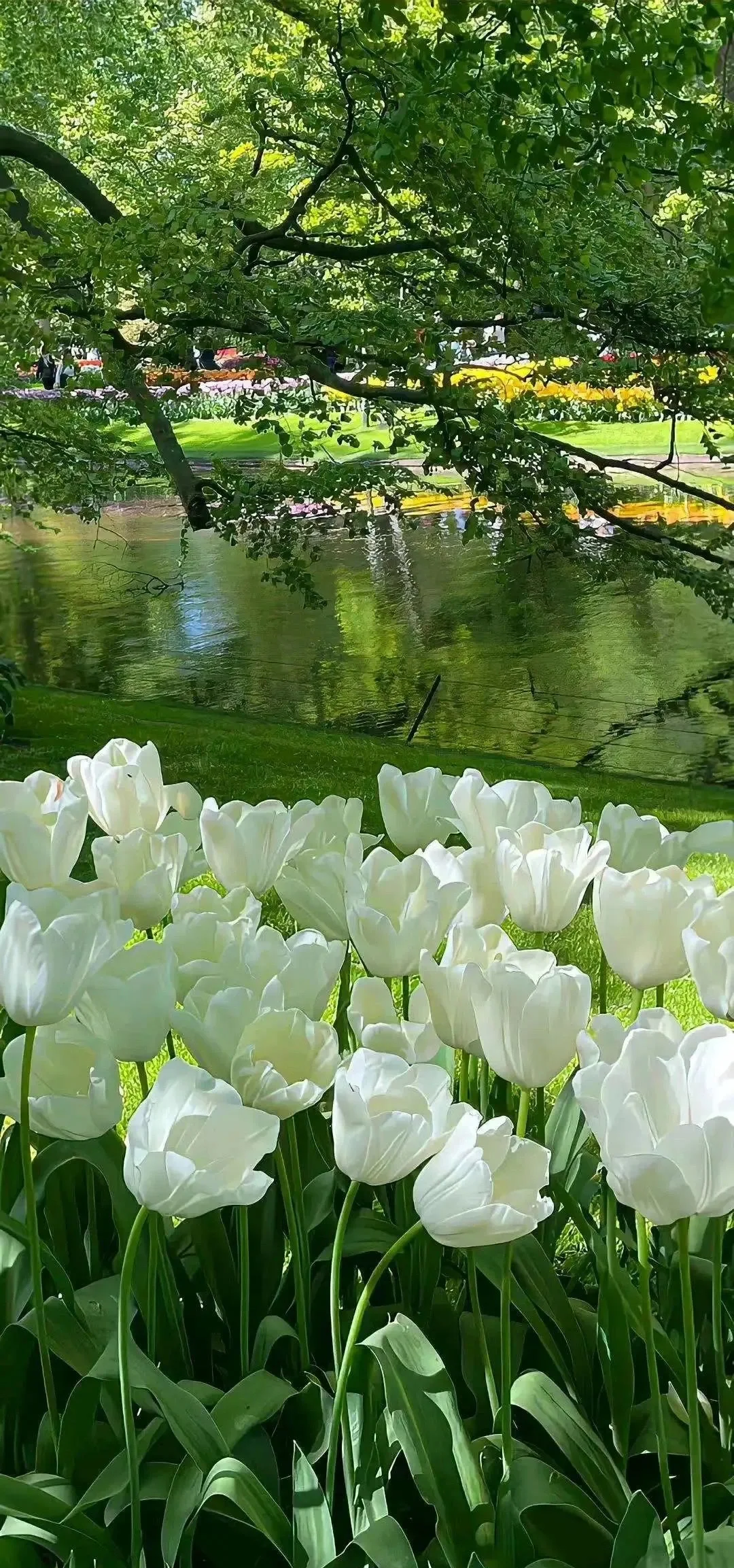 苹果耳朵壁纸绿色图片