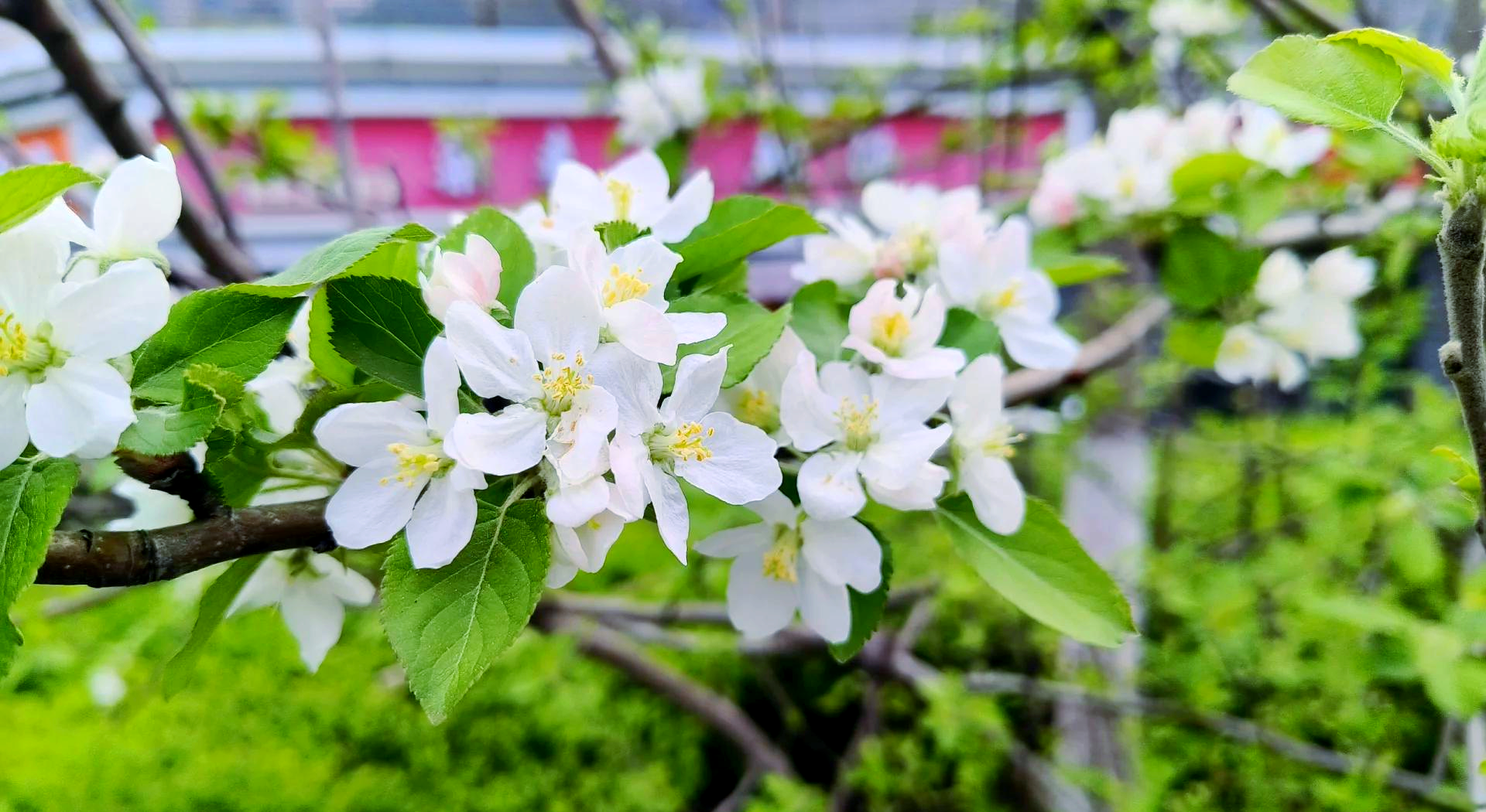 梨花和苹果花的区别图片