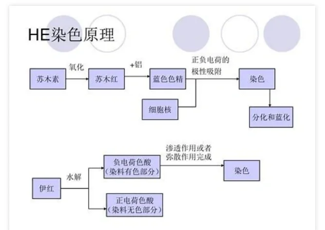 苏木精伊红染色步骤图片