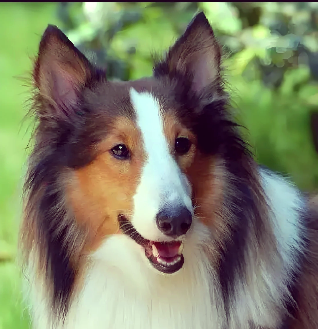 苏格兰牧羊犬陨石色图片