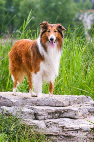 短毛苏格兰牧羊犬图片