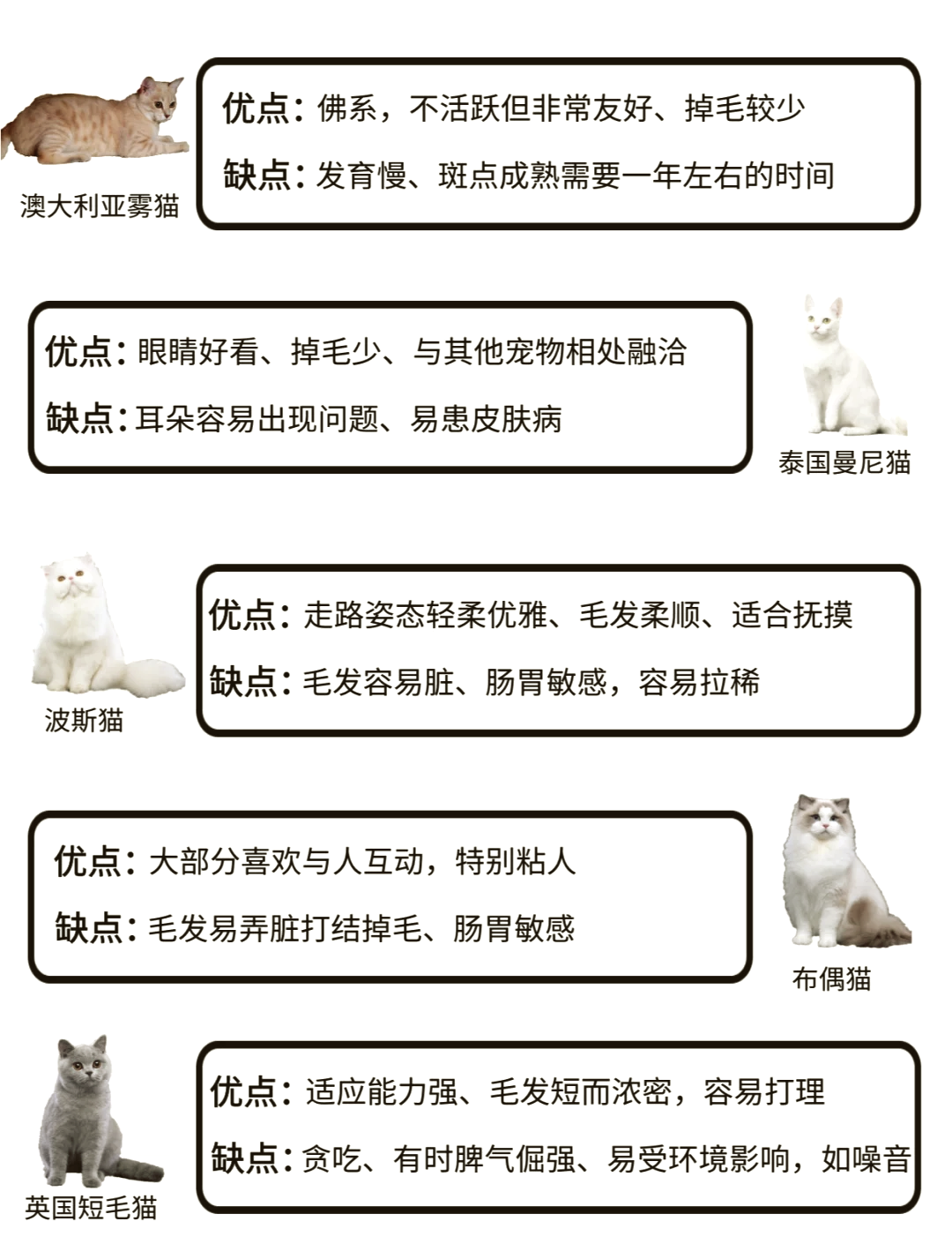 折耳猫品种介绍与图解图片