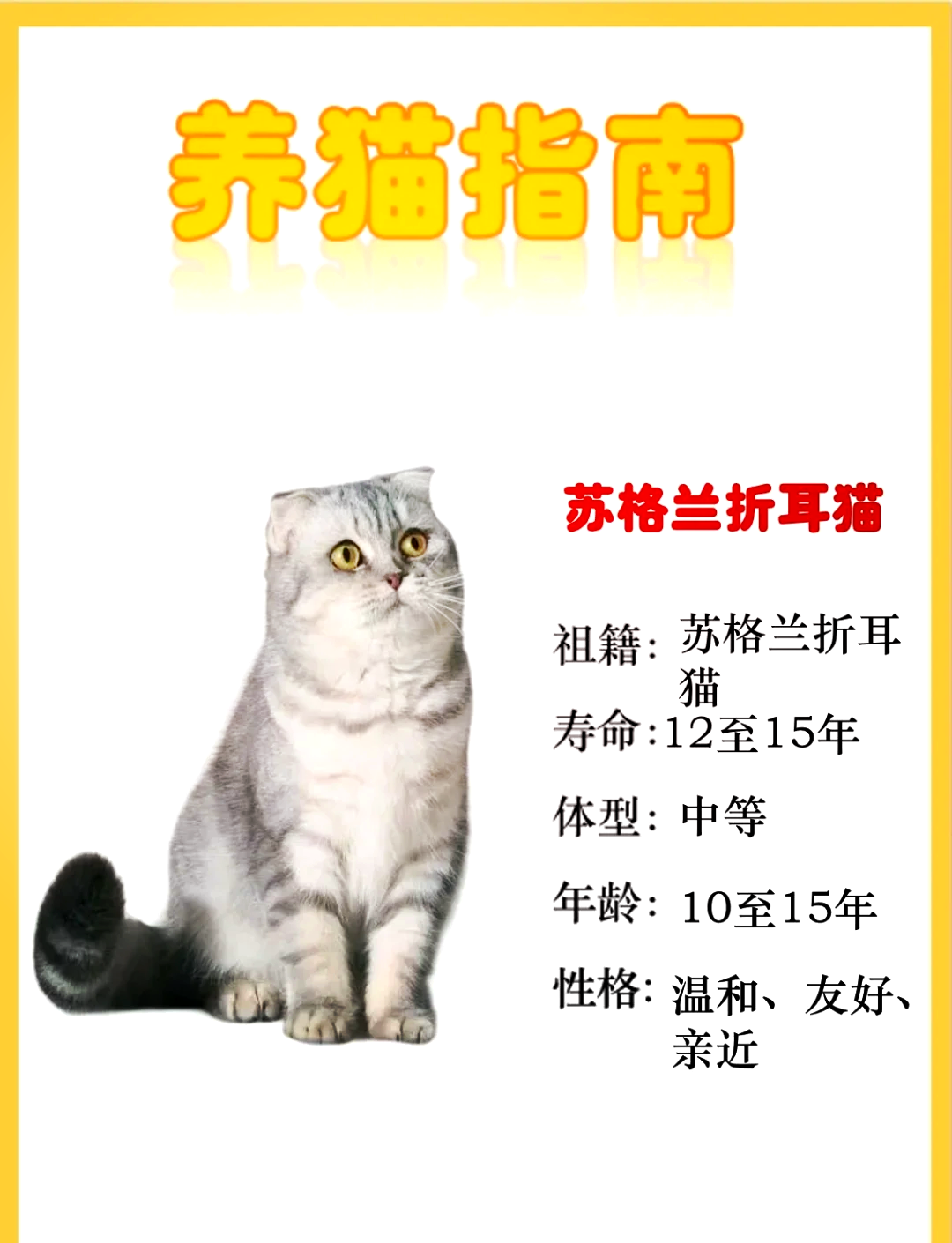 折耳猫品种介绍与图解图片