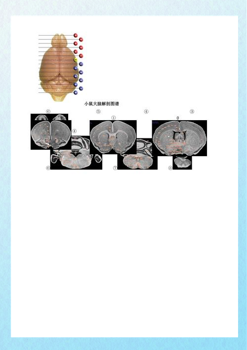 小鼠脑结构示意图图片