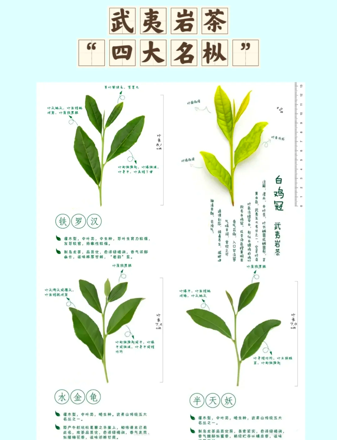 武夷岩茶十大名枞图片