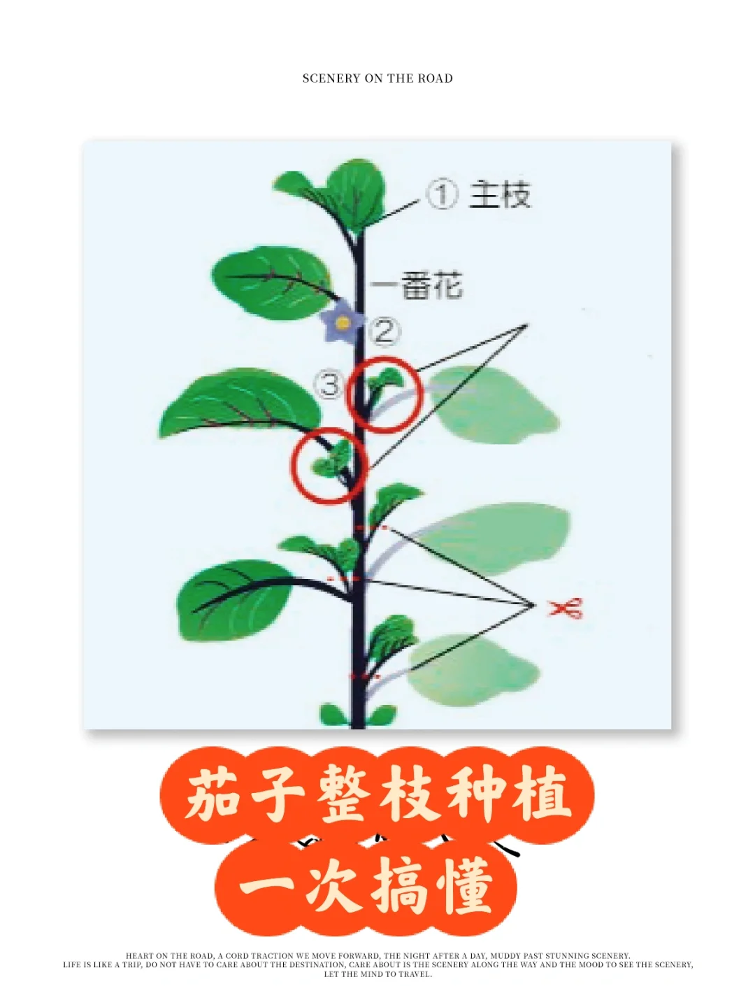 杭茄2010茄子种植方法图片