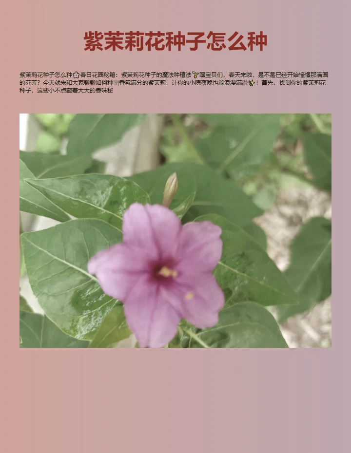 种茉莉花种子步骤图片