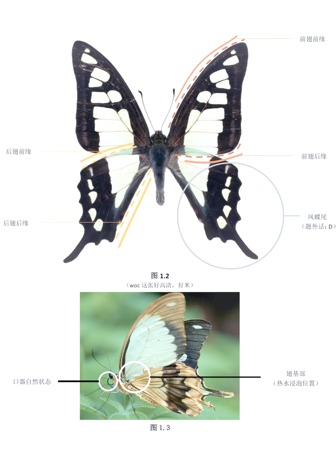 蝴蝶标本制作全攻略