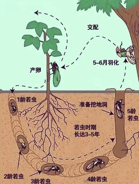 蝉发育的过程简图图片