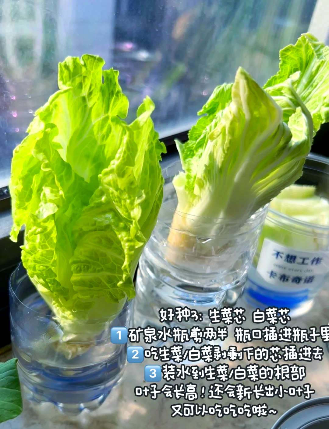 矿泉水瓶种菜图片