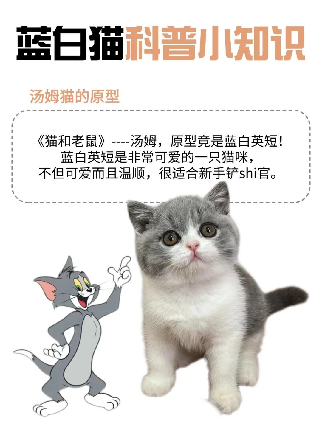 猫和老鼠小白猫品种图片