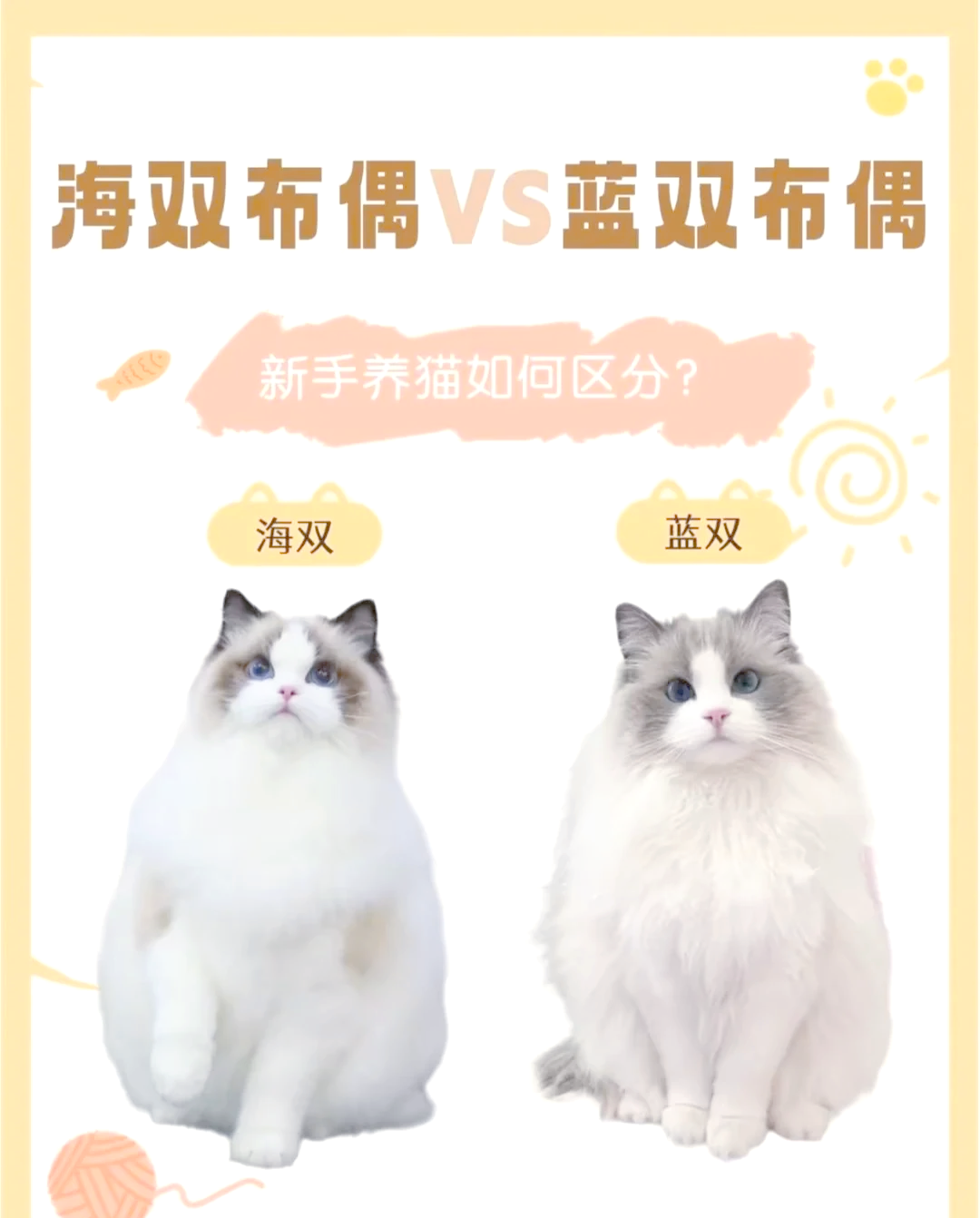 蓝双和海双布偶猫怎么区分?一文搞定