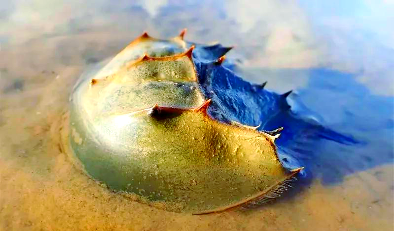 蓝色的血海洋生物鲎图片