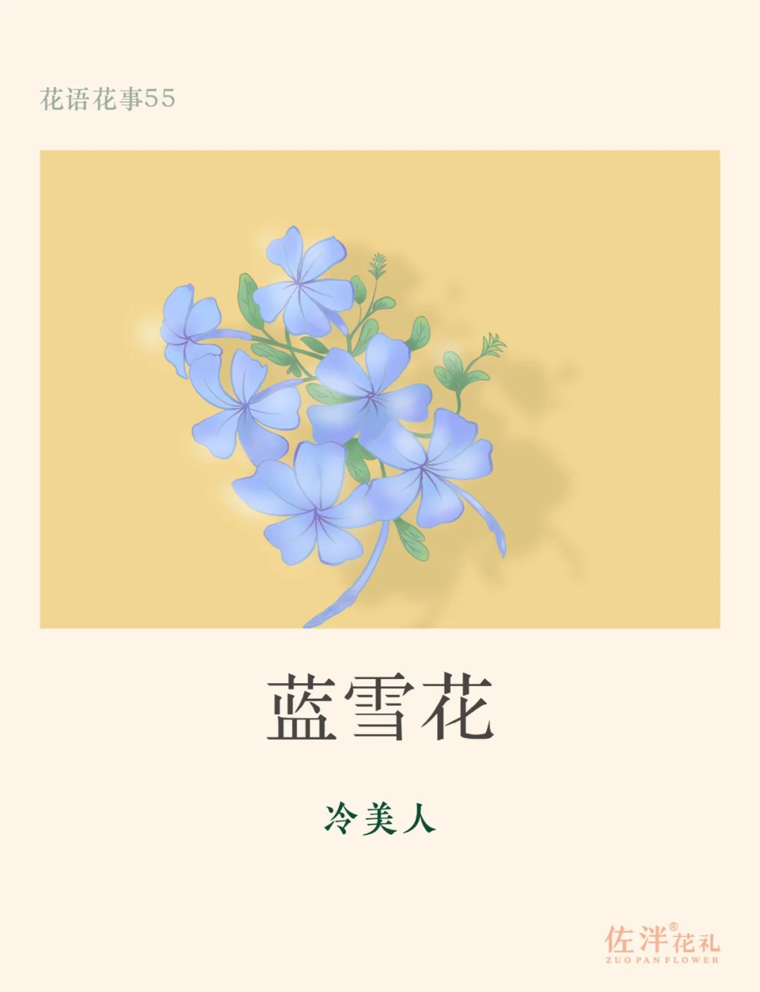 冷美人花语图片