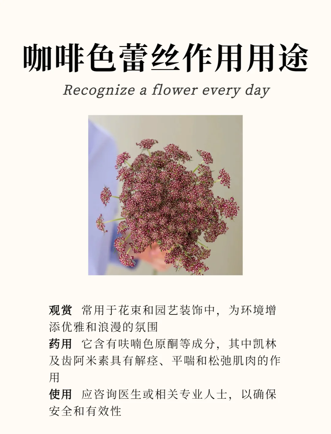 送给爱人的最佳礼物   学名 咖啡色蕾丝花    别名 蕾丝花    花语 惹