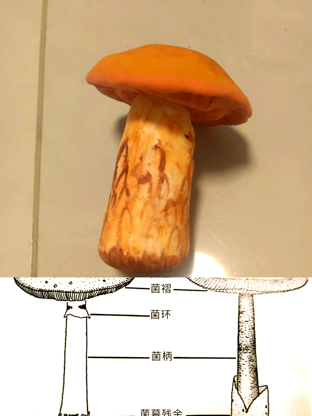 蘑菇子实体横切面图片