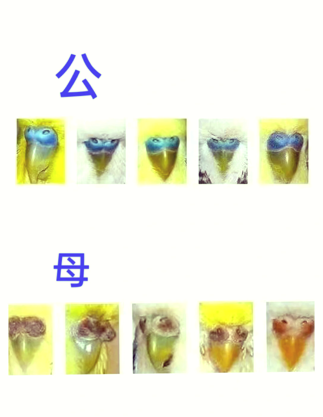 鹦鹉鸟怎么分公母图解图片