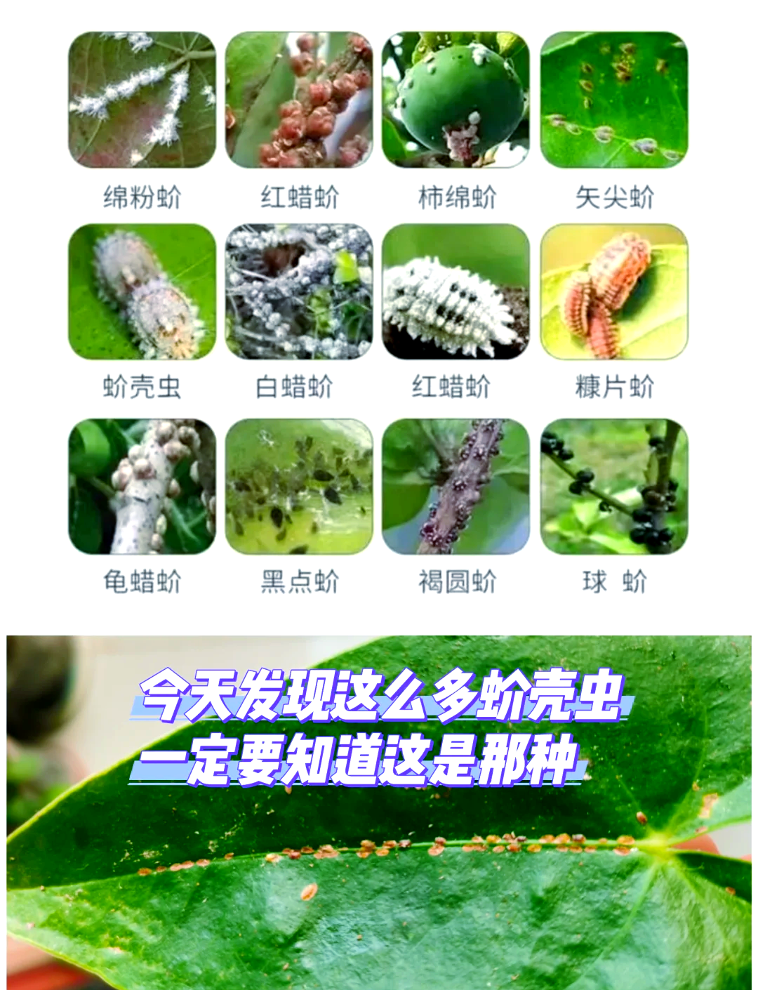 黑盔蚧图片