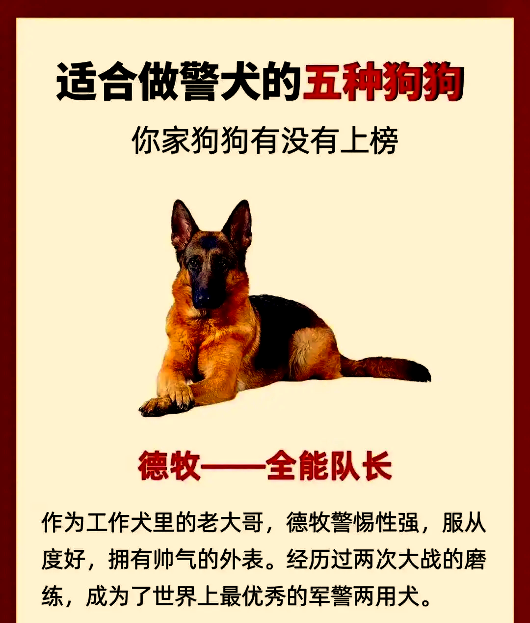 北京市警犬基地的队长图片