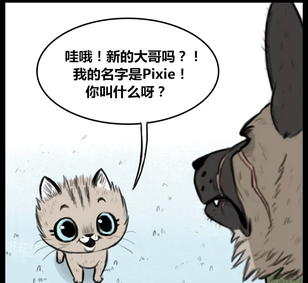 退役军犬和小萌猫图片