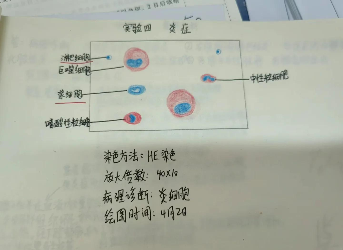 炎细胞红蓝铅笔手绘图图片