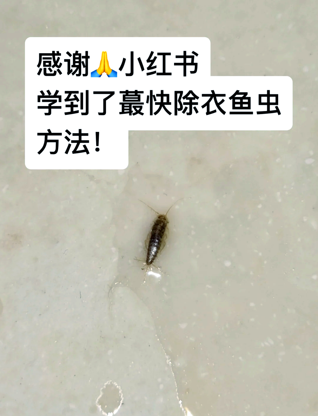 衣鱼虫怎么消灭图片