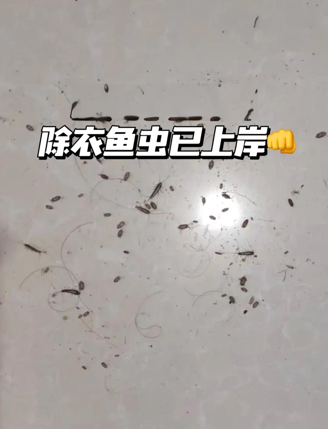 衣鱼虫怎么消灭图片