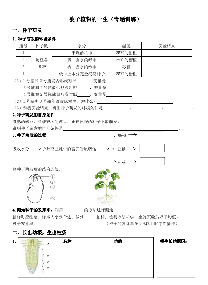 🌱被子植物的生命之旅 从种子到果实🍏